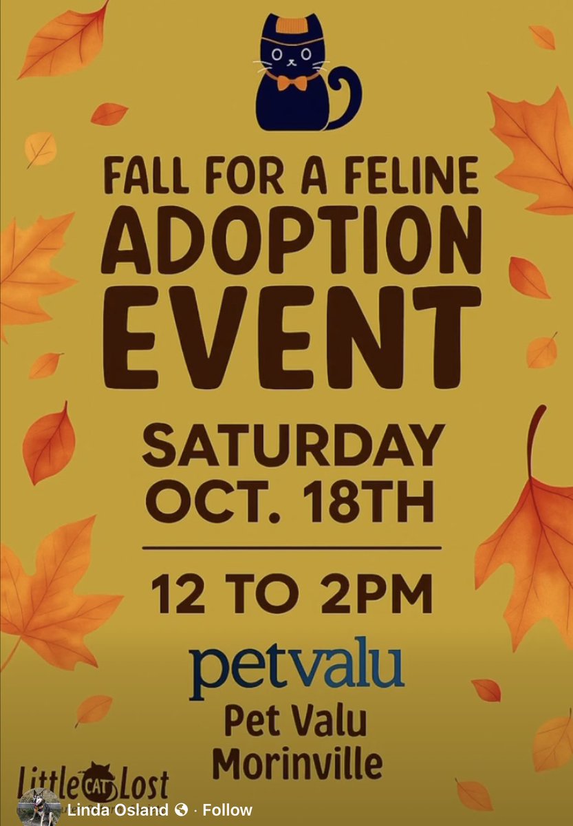 Morinville! We have an adoption event this Saturday, Oct 18th from 12-2pm at Pet Valu. Our adoptable kitties want to meet you!

Apply for adoption littlecatslosttnr.org

#cats #cat #kitten #CatsOfX
