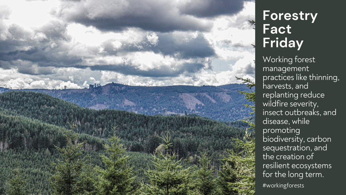 #forestryfactfriday #dyk🌲 #workingforests