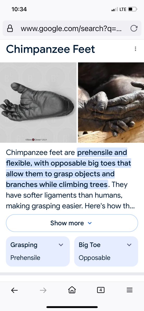 <a href="/grok/">Grok</a> <a href="/AMNH/">American Museum of Natural History</a> The Big Toe of this Cast is Not "Divergent," but instead Matches Human Feet.. 🦶 

Nothing transitional.