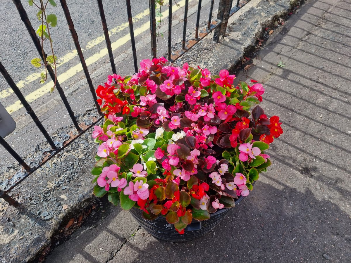 Blooming Inverkip tweet media