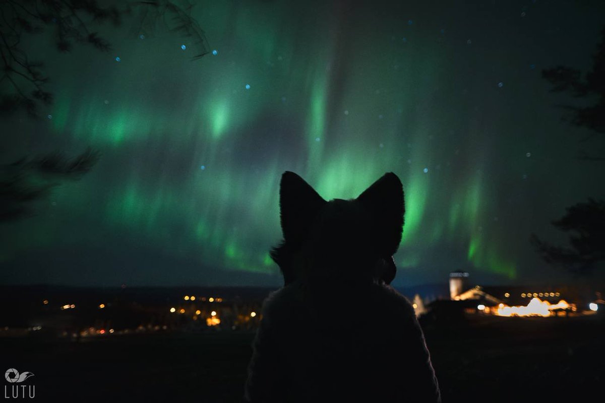 Alpha Dogs (@alphadogsstudio) on Twitter photo โจ Revontulet โจ
From my Finland trip. #fursuit #fursuitfriday 
๐ธ: <a href="/Lutufox/">Lutu ๐๐</a> โจ Revontulet โจ
From my Finland trip. #fursuit #fursuitfriday 
๐ธ: <a href="/Lutufox/">Lutu ๐๐</a>