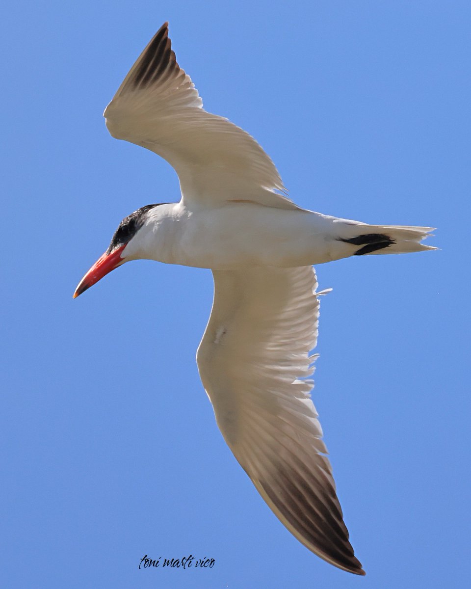 Xatrac Gros

#xatracgros #pagazapiquirroja #hydropognecaspia #caspiantern