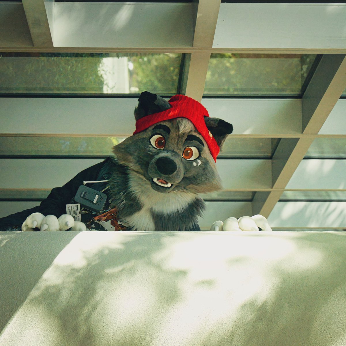 *Spots a cutie, hops over the ledge to get a good look*
#FursuitFriday

🧵: <a href="/TheGoldenMaw/">Golden Maw</a> &amp; <a href="/NinaRicciaCrea/">NinaRiccia</a>