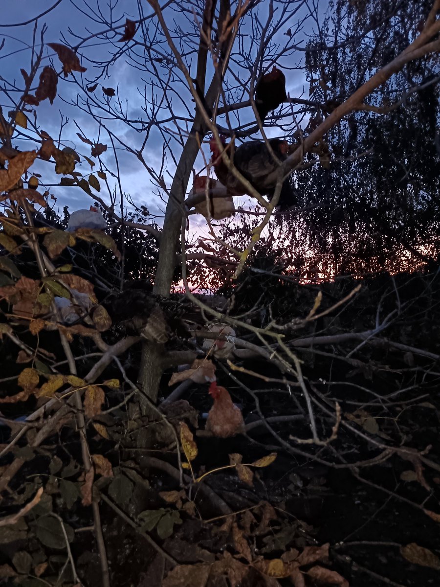 Good night twitter friends