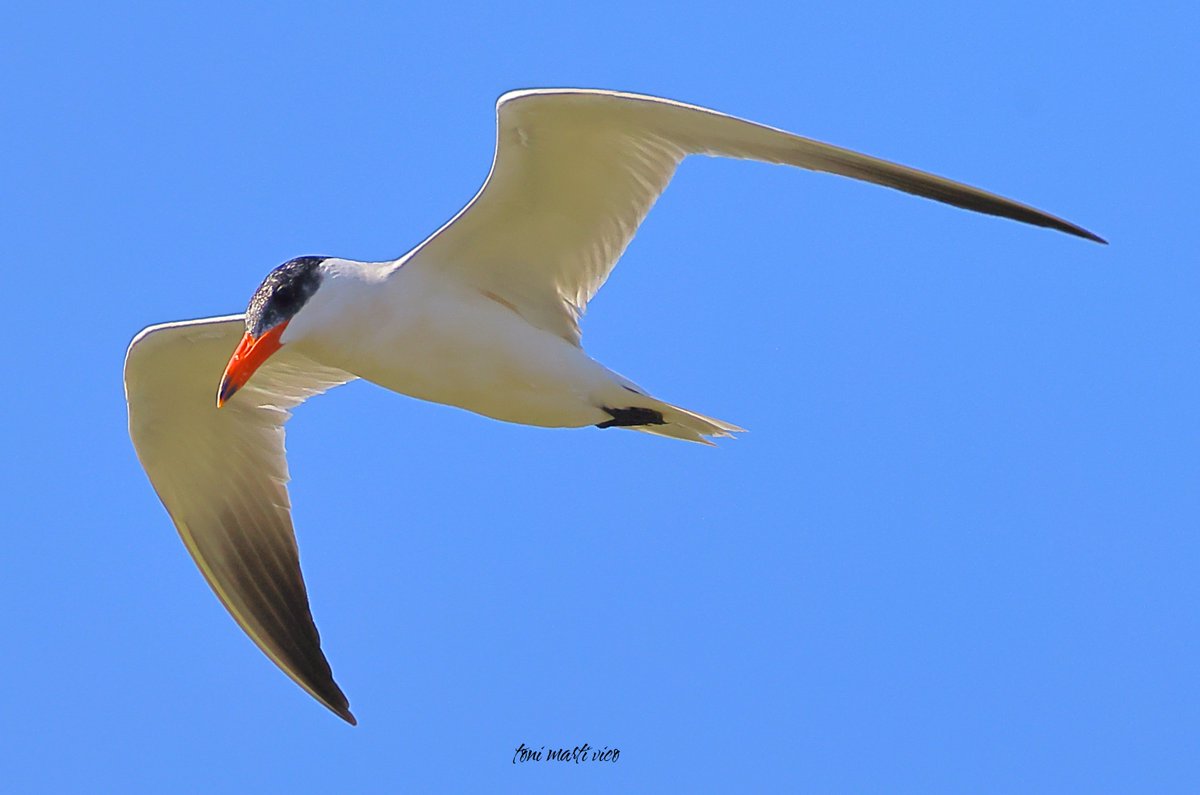 Xatrac Gros

#xatracgros #pagazapiquirroja #hydropognecaspia #caspiantern