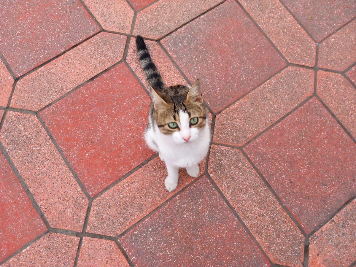 🐈‍⬛Friends of #bobacat🐈‍⬛
🌞Day 1000
$boba