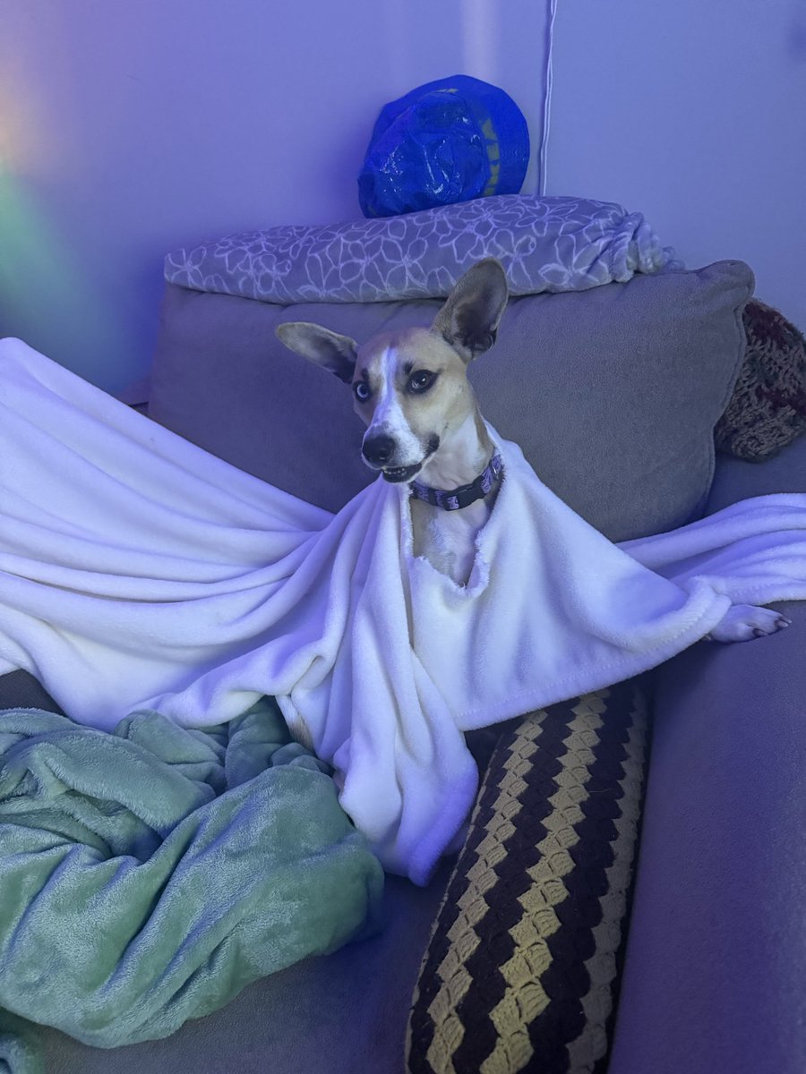 Bags are down so bad my dog chewed hole in blanket and is going as a ghost