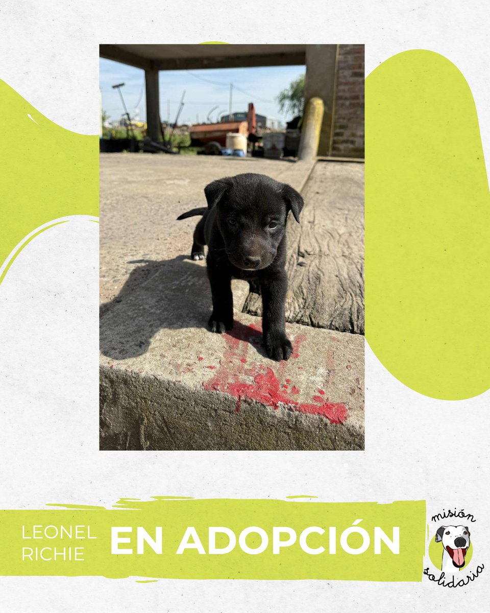 lagarzasosa_'s tweet photo. Leonel tiene 45 días y será de tamaño mediano/grande, ya que su mamá es labrador, su papá un NN. Está desparasitado y listo para ser el morochazo que necesitabas.
Queres adoptarlo? Escribime!
Zonas CABA y GBA
misionsolidariatwitter@gmail.com
Asunto: Hello, is it me😘 https://t.co/QRrlvyWrbY