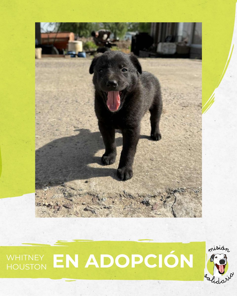 Whitney tiene 45 días y será de tamaño mediano/grande, ya que su mamá es labrador, su papá un NN. Está desparasitada y lista para ser parte de tu familia para siempre💓✔️
Queres adoptarla? Escribime!
Zonas CABA y GBA
misionsolidariatwitter@gmail.com
Asunto: Endaaaaaiaaa