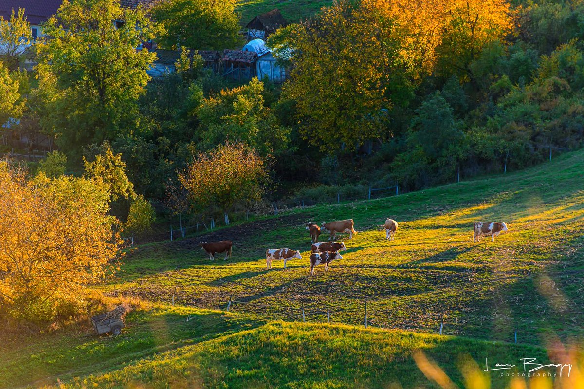 Travel_2Romania's tweet photo. Toamnă superbă la Ozd (Mureș) - octombrie 2025, România
Castelul Radák- Pekri kastély
📷levibagyphotography #ozd #ozdcastle #visitmures
Visit Mures
TVR Târgu Mureş
https://t.co/3rvsyxweAA
Erdély TV https://t.co/oaROLHvAst