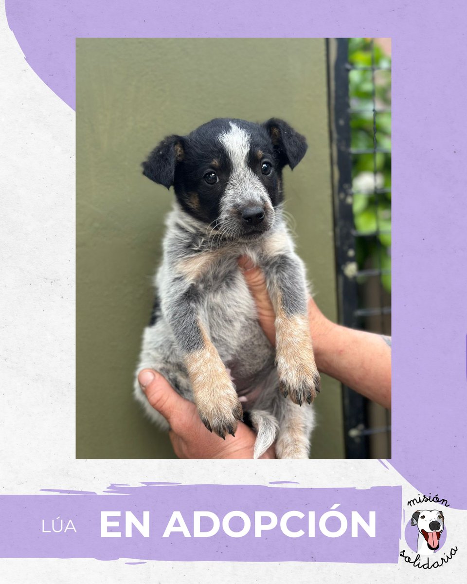 Lúa tiene 45 días y será de tamaño mediana 
Está desparasitada y lista para ser parte de tu familia. 
Queres adoptarla? Escribime!
Zonas CABA y GBA
misionsolidariatwitter@gmail.com
Asunto: Quiero a Lúa en mi vida ❤️♾️