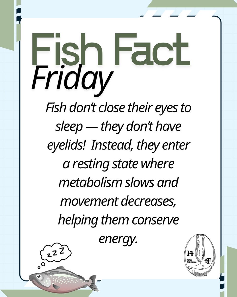 FishAfs48870's tweet photo. Fish don’t close their eyes to sleep — they don’t have eyelids! 😴#FishFactFriday #AquaticBiology #HatcheryLife #FishCulture #FisheriesEducation https://t.co/ouzS2G2x2Y