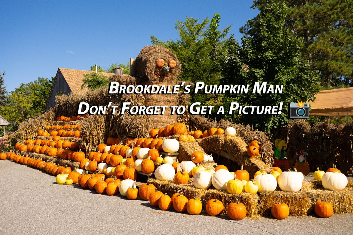 BrookdaleFarms's tweet photo. 🍎🌟 NEW APPLE UPDATE! 🌟🍎
25 varieties now picking at Brookdale — incl. Ludacrisp, EverCrisp &amp; Rosalee! 🙌
Come for 🍏 apples, 🌽 maze &amp; hayrides, 🌻 flowers, 🎃 Pumpkin Man &amp; 🍖 BBQ!
📍 Hollis, NH | Daily 8–6
👉 https://t.co/IrCNecXnne https://t.co/Dt2NqkspBO