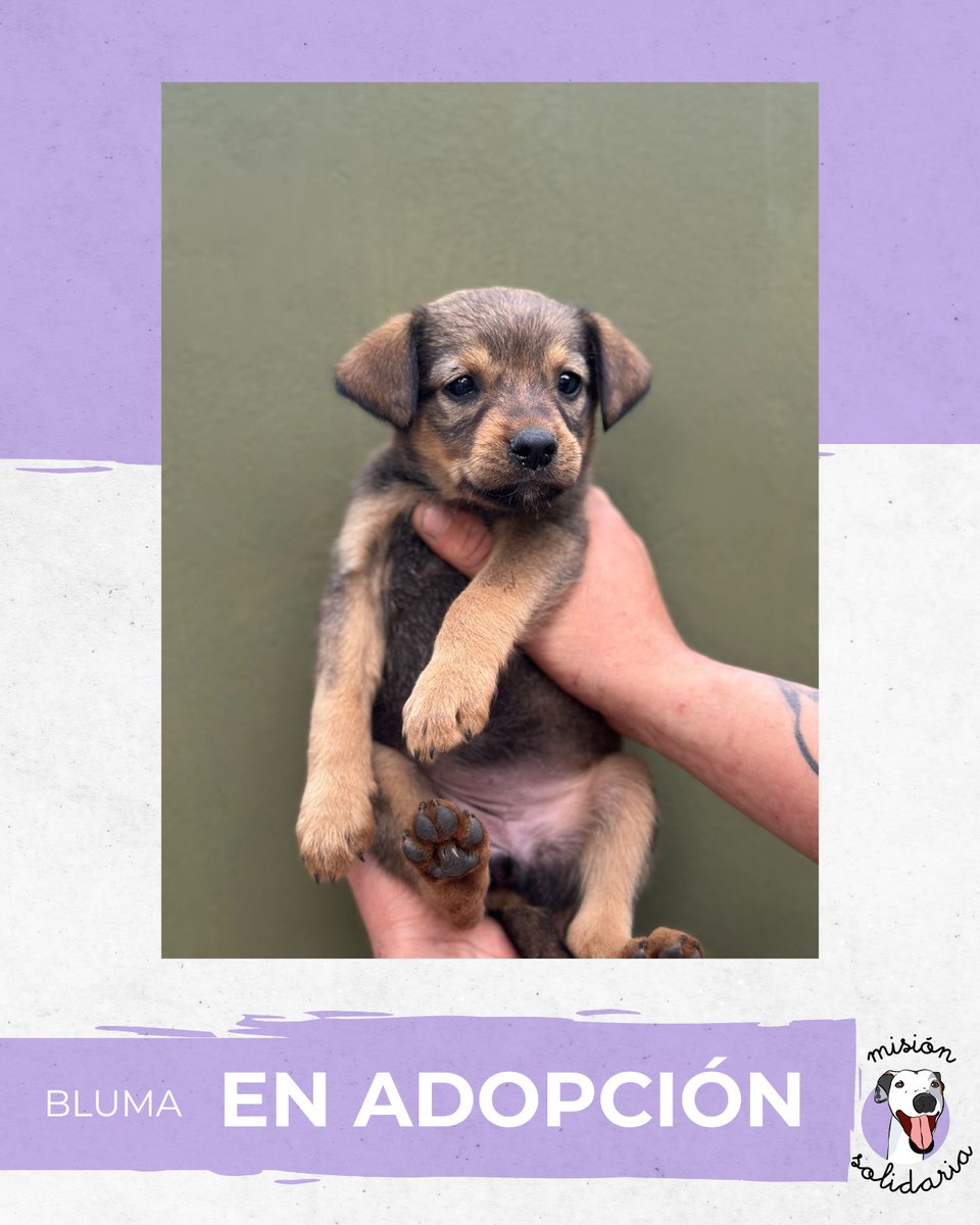 Bluma tiene 45 días y será de tamaño mediana
Está desparasitada y lista para sacarte esa amargura, atenta para llenar de amor tus mañanas. 
Queres adoptarla? Escribime!
Zonas CABA y GBA
misionsolidariatwitter@gmail.com
Asunto: Bluma, mi perrita