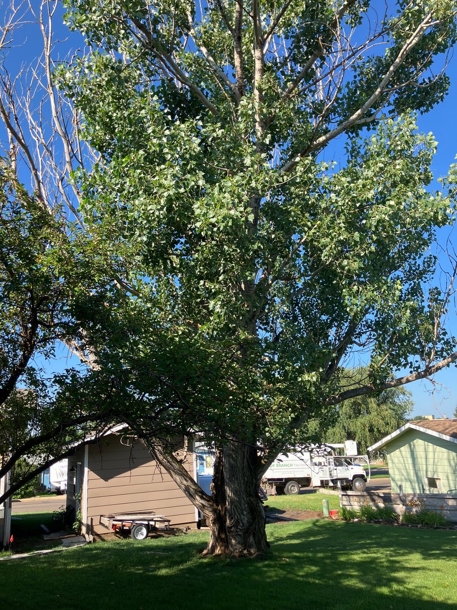 When Dickinson homeowners Harley and Deb Jose learned this tree had to come down, Harley got creative. 

You won’t believe the “Gnome Villa” he created. See it tonight on <a href="/KFYRTV/">KFYR-TV</a>