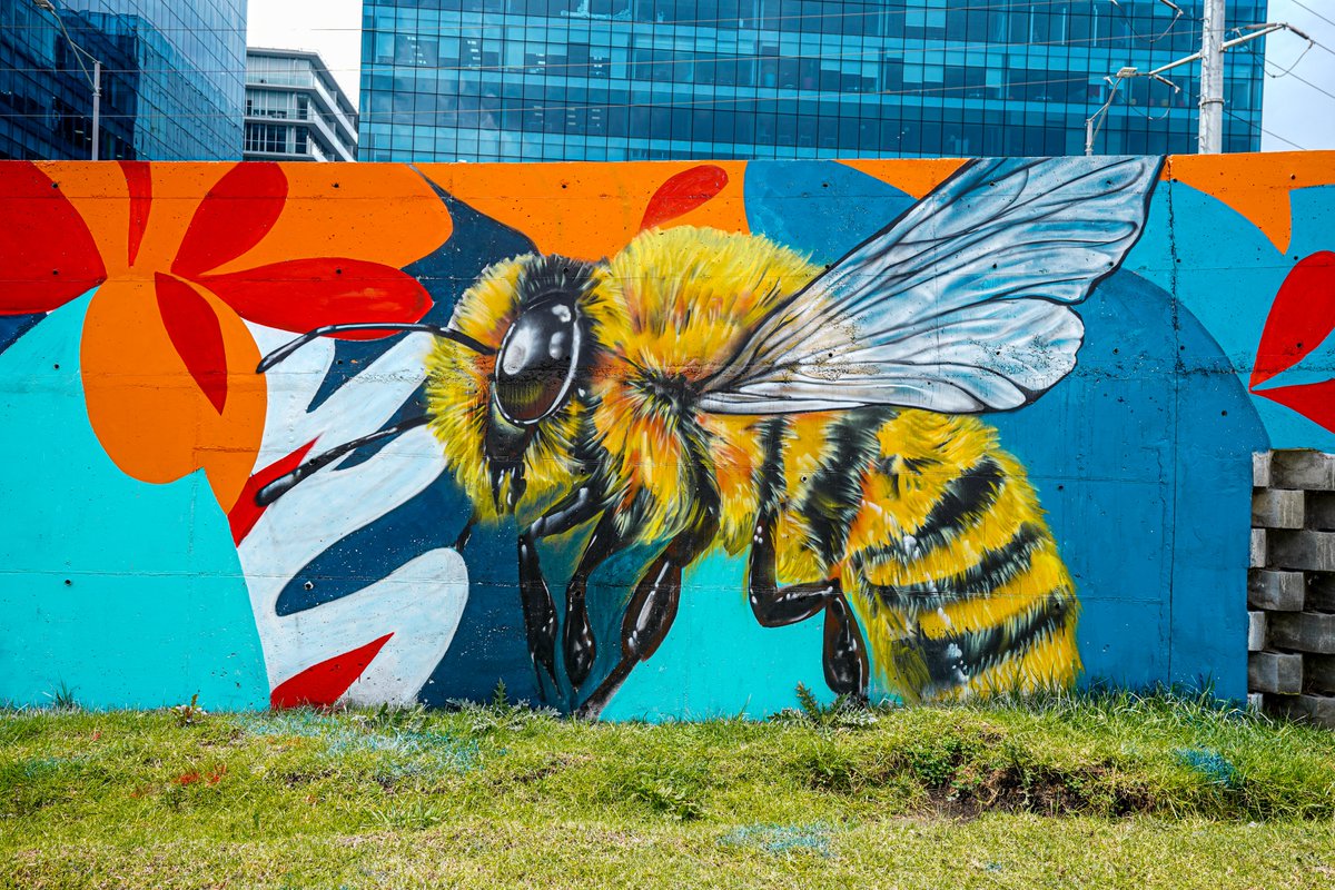 Así quedó el puente curvo de la av. 68 con 26. 🎨✨ Un espacio que hoy luce lleno de color, arte y vida, gracias a los murales que transforman el paisaje urbano. 💛❤️ #AquíSíPasa: el arte también construye ciudad y conecta a Bogotá con belleza y sentido. 🌆🙌
