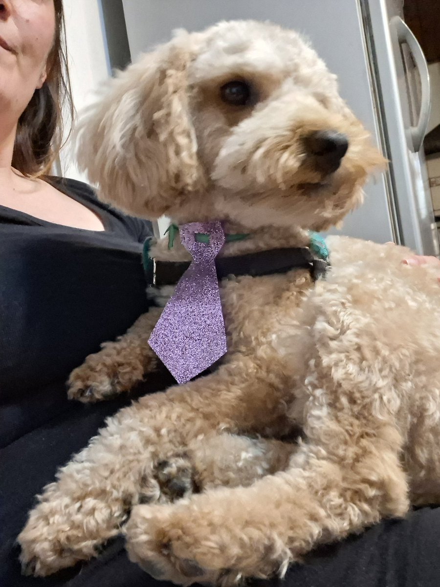 JuliiGaray's tweet photo. @marianoszzzz Coco volvió  recién de la peluquería,  ahora tengo  un perro ejecutivo https://t.co/nYEnrKC2qz