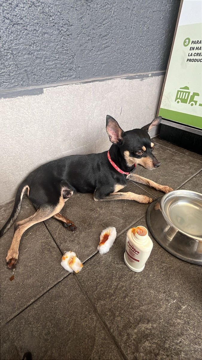 Este perrito está perdido. Se encuentra en McDonals de la alborada Norte de Guayaquil. Tiene  lastimadas sus patitas. Por favor Rt para encontrar a sus dueños.  🙏🥺