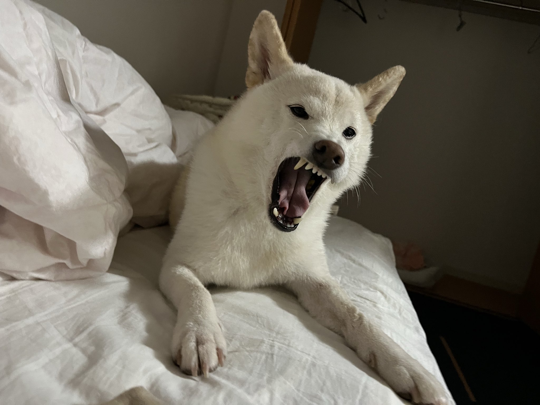 白柴シロちゃん on X: 