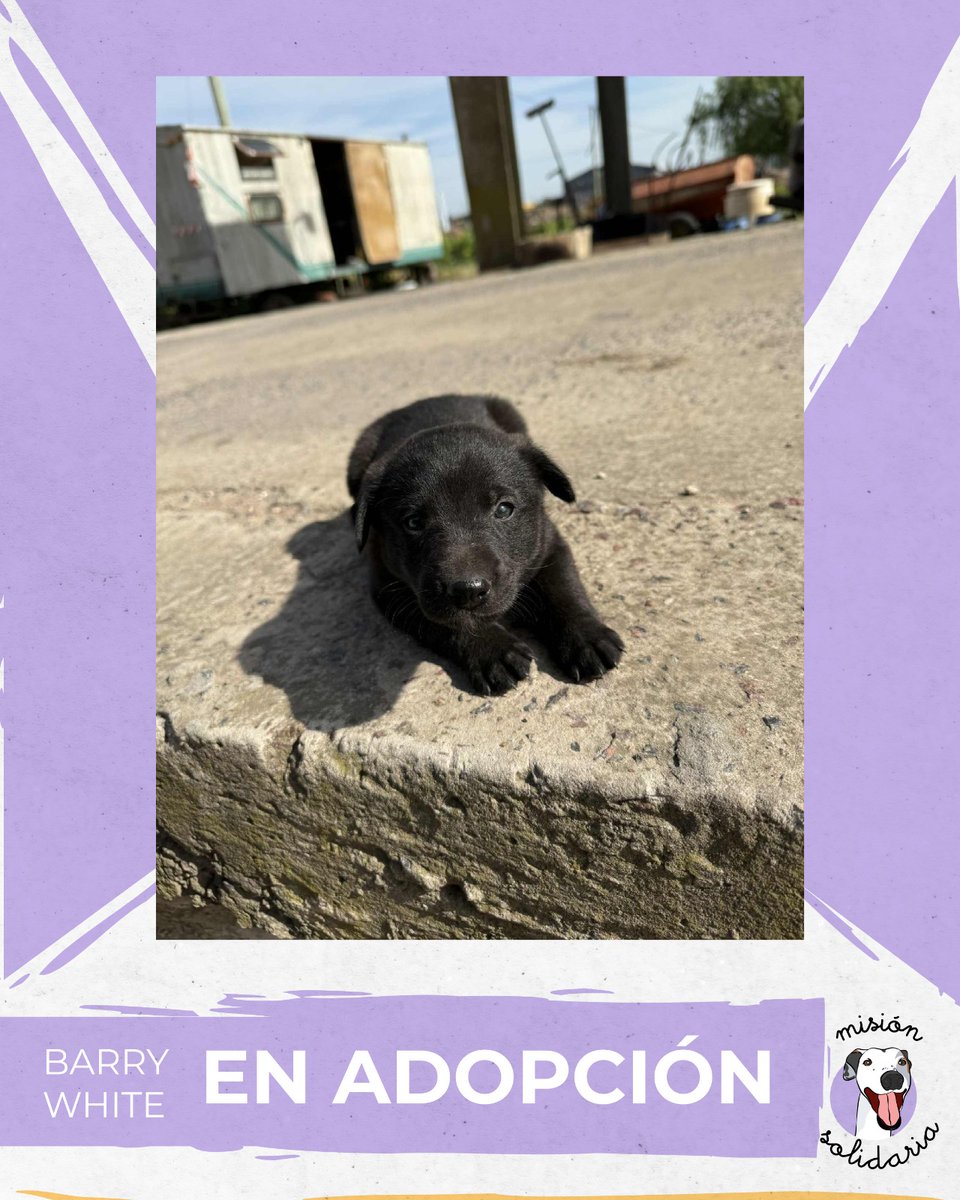 Barry tiene 45 días y será de tamaño mediano/grande, ya que su mamá es labrador, su papá un NN. Está desparasitado y listo para ser parte de tu familia. 
Queres adoptarla? Escribime!
Zonas CABA y GBA
misionsolidariatwitter@gmail.com
Asunto: Barry, My Everything🍬🍫