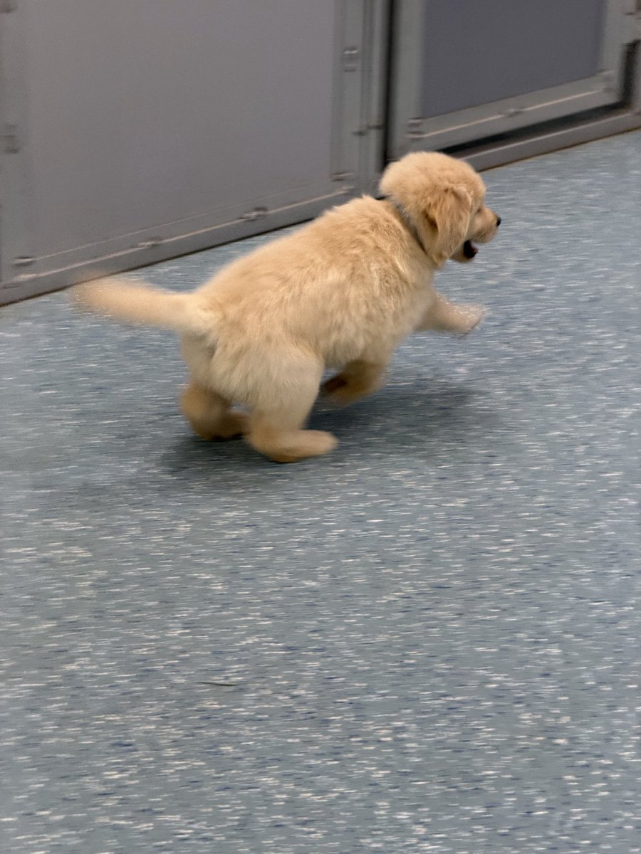 biteyrix's tweet image. hunting dog