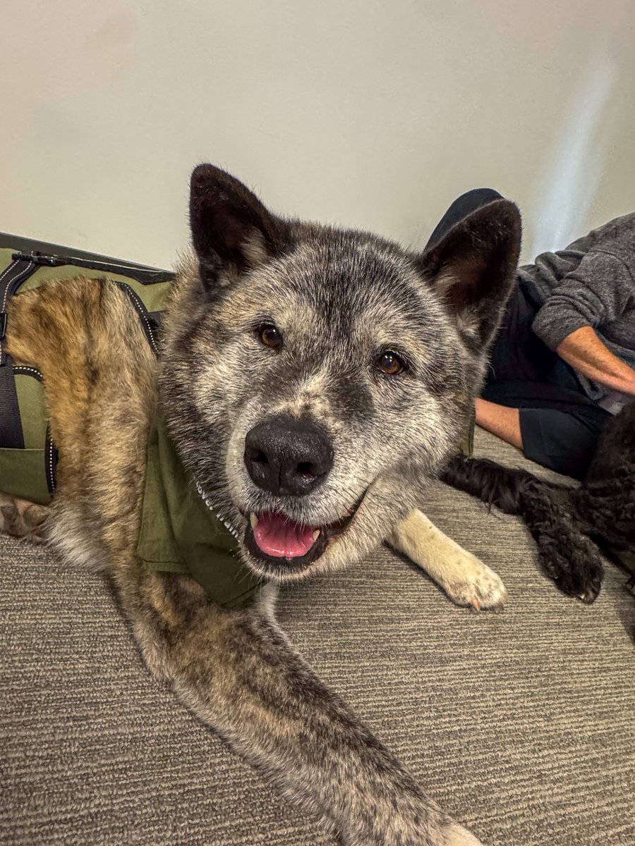 innoflightspace's tweet photo. Paws for Positivity at Innoflight! 🐾

We recently had the absolute joy of welcoming the Healing Tails Therapy Dogs for a two-hour visit filled with smiles, cuddles, and calm energy!

Our team loved spending time with Flounder, Yuki, and Amaya — three amazing pups trained through the Healing Tails program led by Katherine Lekas. The event brought comfort, laughter, and connection, reminding us how meaningful it can be to pause and recharge during a busy workday.

We’re so grateful for the opportunity to host this visit and for the incredible work Healing Tails does to promote wellness in the workplace. Our employees are still talking about how refreshing it was! 💙🐶

#Innoflight #HealingTails #TherapyDogs #EmployeeWellbeing #WorkplaceWellness #EmployeeExperience #CompanyCulture #WeAreInnoflight