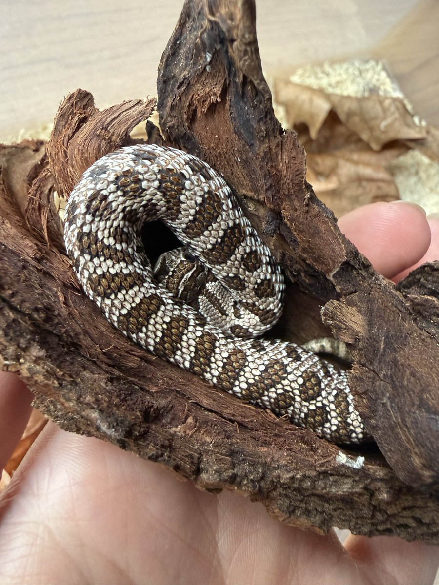 Just wanted to get some cute pics of my snakes but this little guy was a little camera shy 🥹