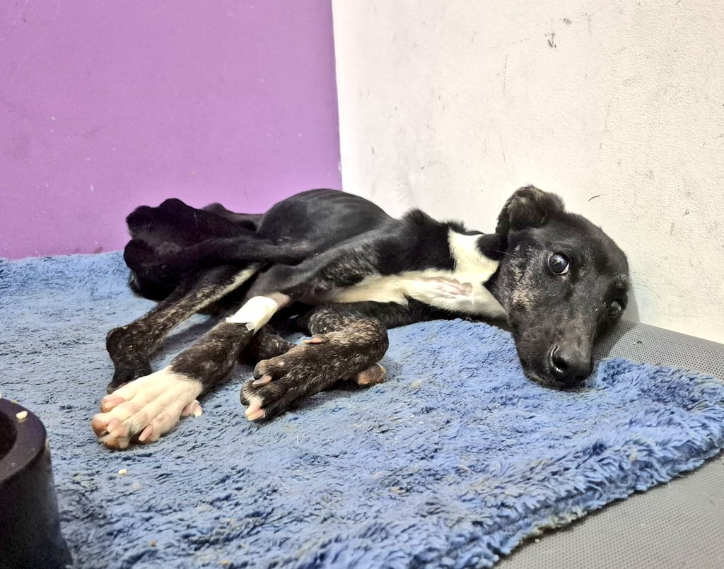 De a poco entiende que aunque afuera esté lloviendo ella no se va a mojar.. que hay comida todos los días,  y hay cuchita cómoda bajo sus huesos.. te amamos flaquita!