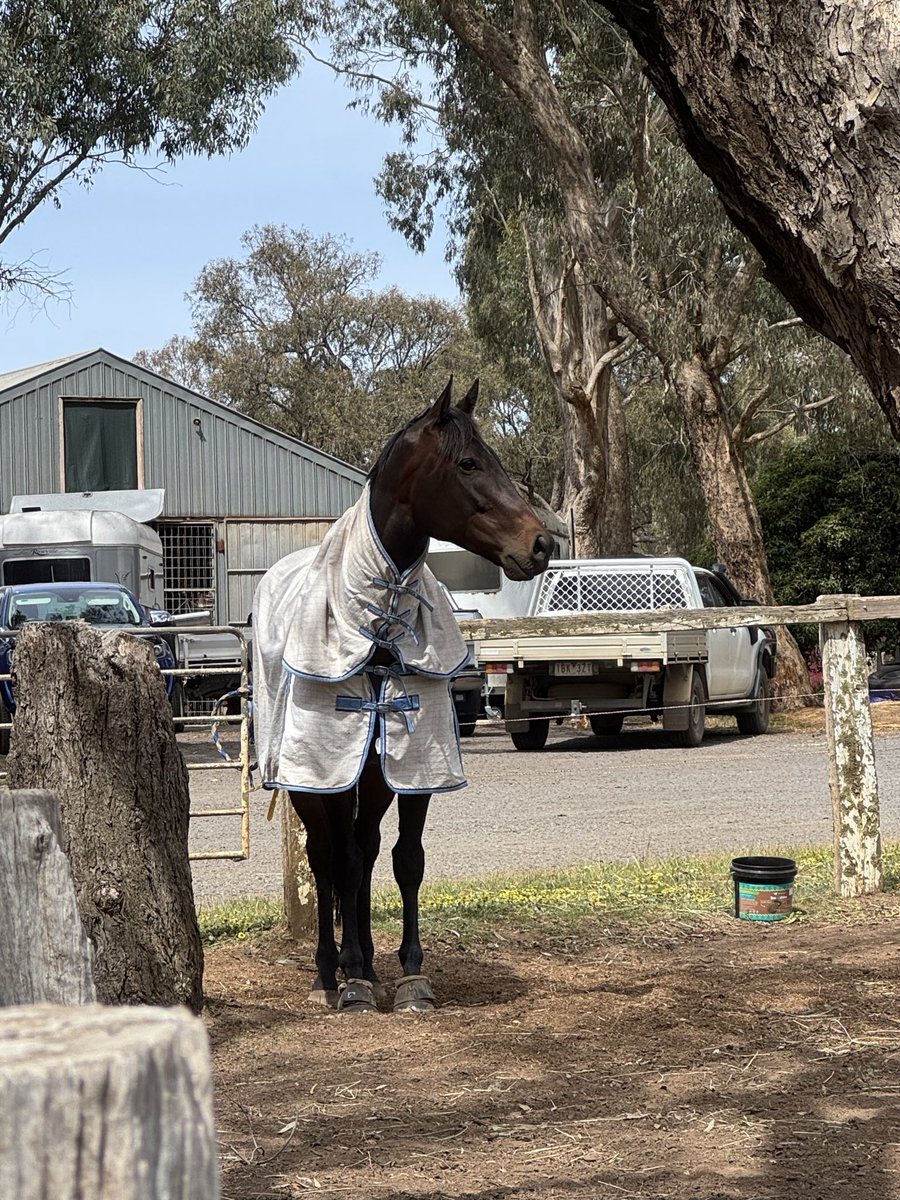 The beautiful Swift Circle off to Bendigo today! Looks a lovely race, he looks incredible off the back of his last start win, such a honest boy 💛💙💜