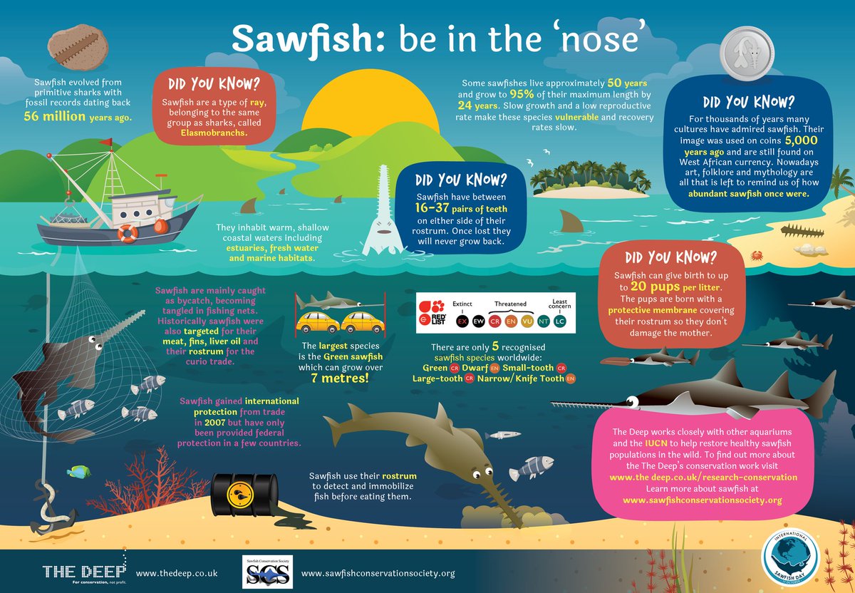 🪚🐟 It’s #InternationalSawfishDay! Sawfish are related to sharks &amp; stingrays. Be in the “nose” with these sawfish facts! Learn about their threats &amp; how to help this endangered animal with a cool “nose” called a "rostrum!" #SawfishDay #IntlSawfishDay #NiceRostrum #SaveTheSawfish