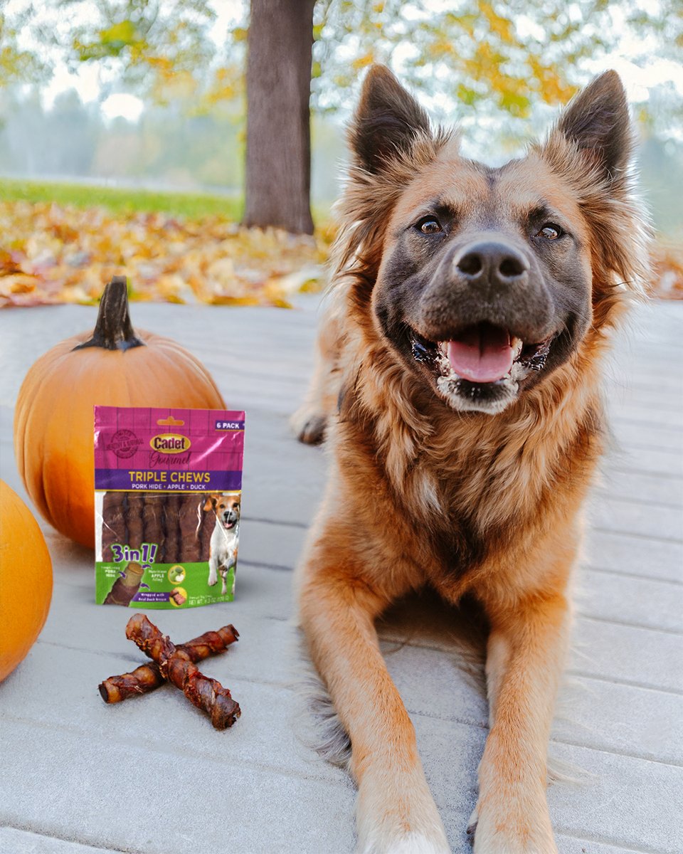 CadetPet's tweet image. 🍎  Give your dog a taste of the season with Pork Hide Triple Chews featuring sweet apple filling plus real duck and pork hide.

#CadetPet #naturaldogchews #dogchews #dogtreats #dogsofx