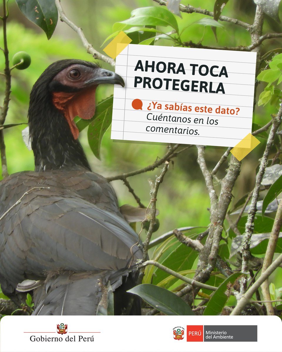 MinamPeru's tweet photo. 💡 Recuerda: a veces, la tecnología más sofisticada viene con alas.
📄 Más información en la nota de prensa 👉 https://t.co/iEUPlWY09p
#AlasQueSiembran #PavaAliblanca #Minam #BosqueSeco (2/2) https://t.co/ltMuOqdqRF
