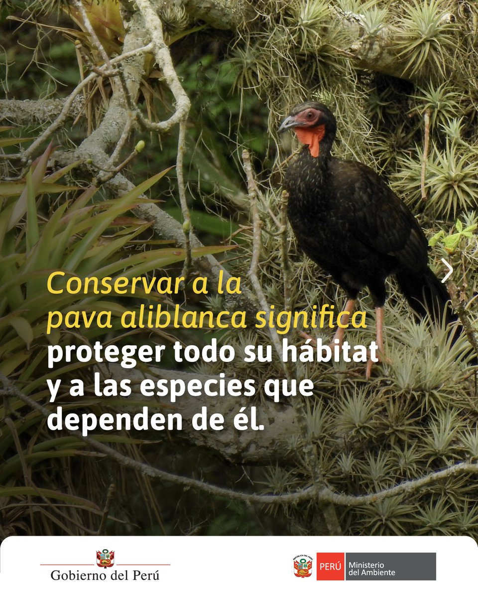 MinamPeru's tweet photo. 💡 Recuerda: a veces, la tecnología más sofisticada viene con alas.
📄 Más información en la nota de prensa 👉 https://t.co/iEUPlWY09p
#AlasQueSiembran #PavaAliblanca #Minam #BosqueSeco (2/2) https://t.co/ltMuOqdqRF