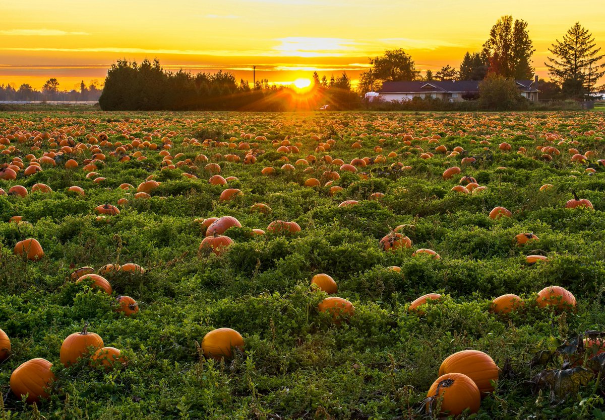 DTNEtiquette's tweet image. There is something special about connecting with nature in a pumpkin patch! Count me in! ~ #DTN #PumpkinPatch #FallSeason #ILovePumpkins