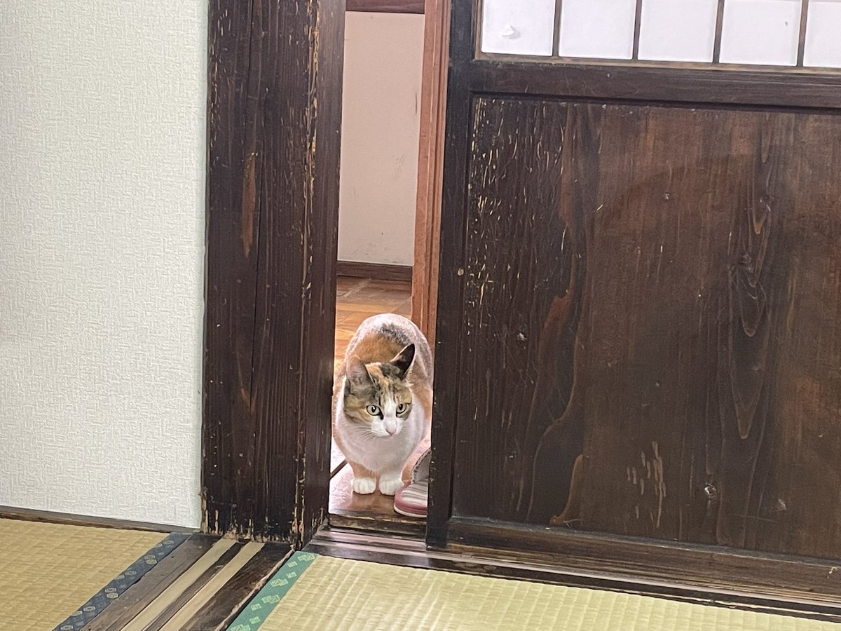kmngr's tweet image. 起こしにくる猫のいる民宿、一方起こしに来ない人見知りの猫はこういう距離感でこちらの顔を見ながら入るか入らないか廊下で迷っていた 入っていいんだよ…