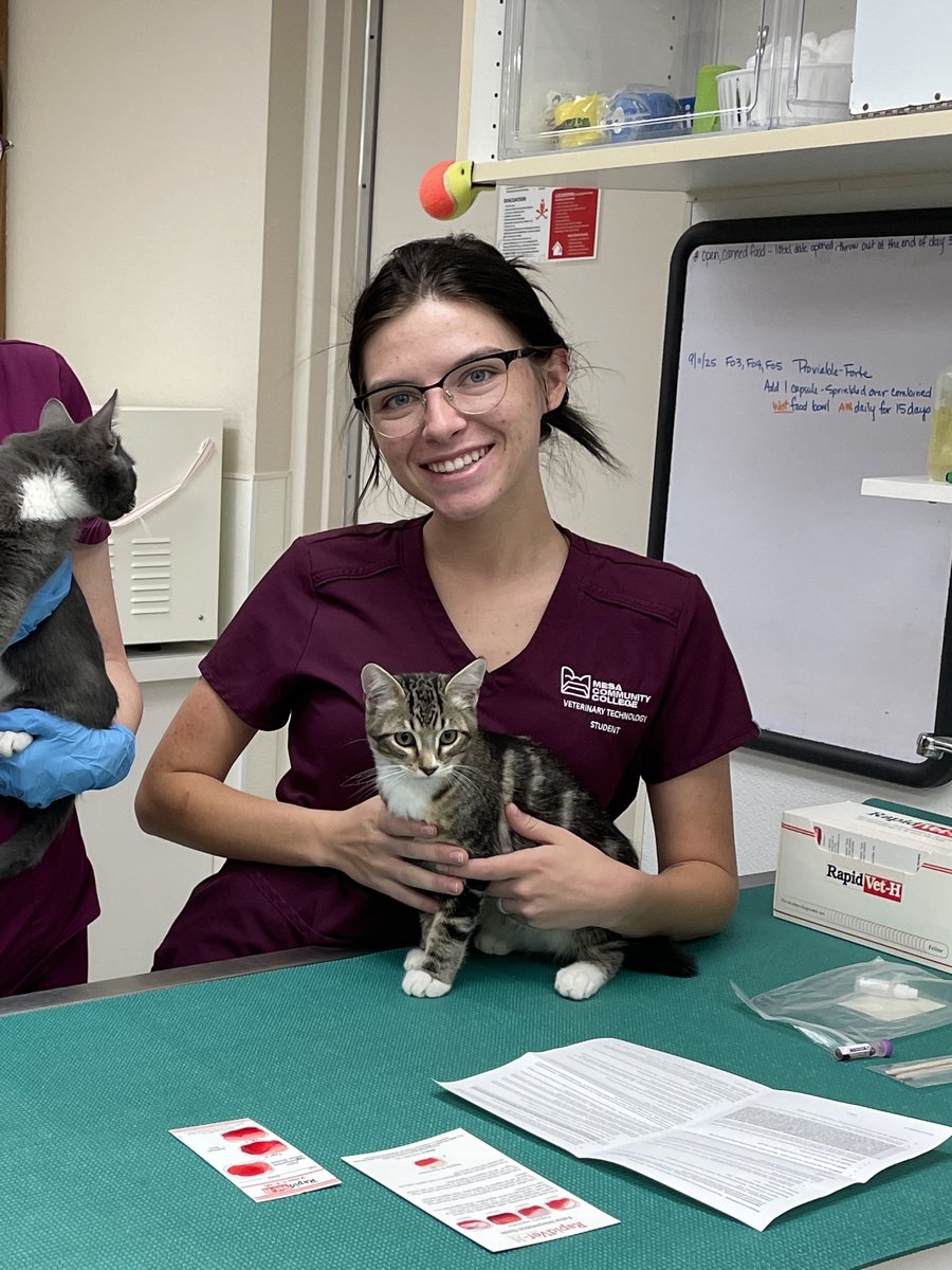 mesacc's tweet image. 🐾 Happy #NationalVetTechWeek!
Meet Melodie Bridges, an MCC Vet Tech student gaining hands-on experience with animals (like Banana 🐱). She loves the tight-knit program, supportive faculty &amp;amp; real-world learning that prepares her for a career in animal care. 💙

#MesaCC #VetTech