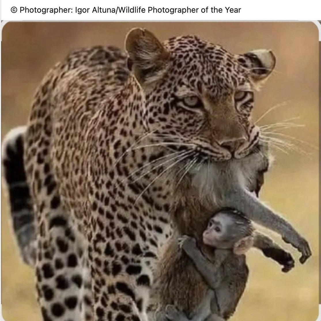 DrJackKruse's tweet image. I was asked by a member to describe the current realtionship between gold and Bitcoin markets. 

Here is my analogy made simple. 

In the brutal savanna of finance, a bloated, dying baboon (the Fed, stock market, US Treasury, and the entire fiat system) staggers under the weight…