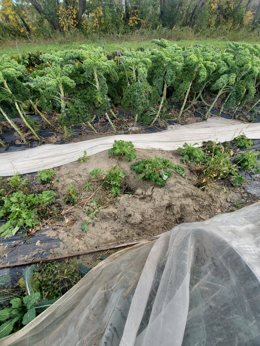 Lol @ the woodchuck home in the kale bed.