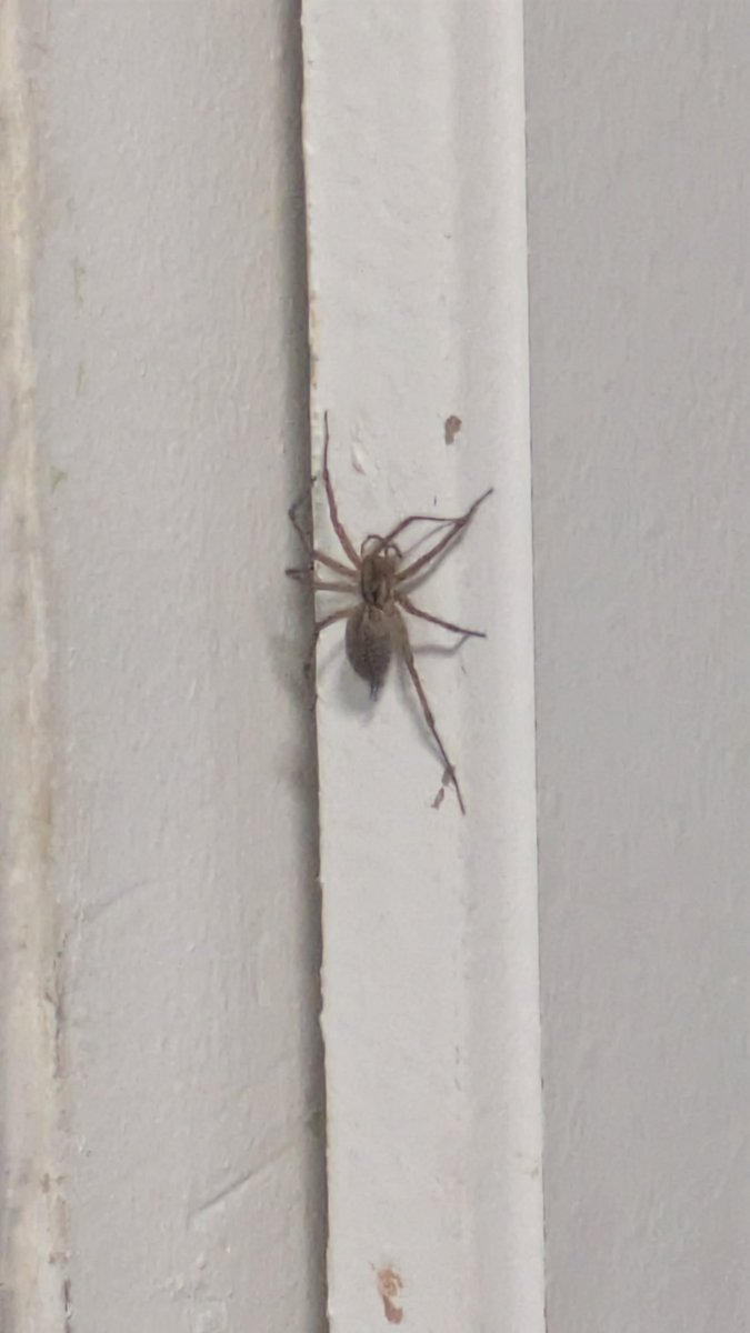 DRDIZZYFIZ :DDD AHHAH WHO? tweet media