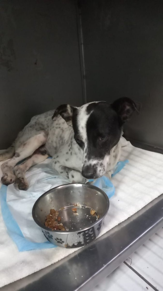lyssitta's tweet photo. SERVICIO SOCIAL✅️
#SEBUSCA 📣
#EXTRAVIADO ‼️

 Este perrito varios de mis compañeros lo salvaron porque le dieron veneno ya se había recuperao, la última vez fue vista ayer por la mañana se fue caminando por el lado de la 29 por el teatro de cámara.
Queremos recuperarlo ya que es nuestra mascotita en la empresa. Si alguien de los alrededores que lo ha visto por la Rabida o el Atlacatl o el terrazas solo nos avisan y nosotros vamos por el. Cualquier información al 7971-8784.

Responde al nombre de Vaquito.
Porfavor compartir