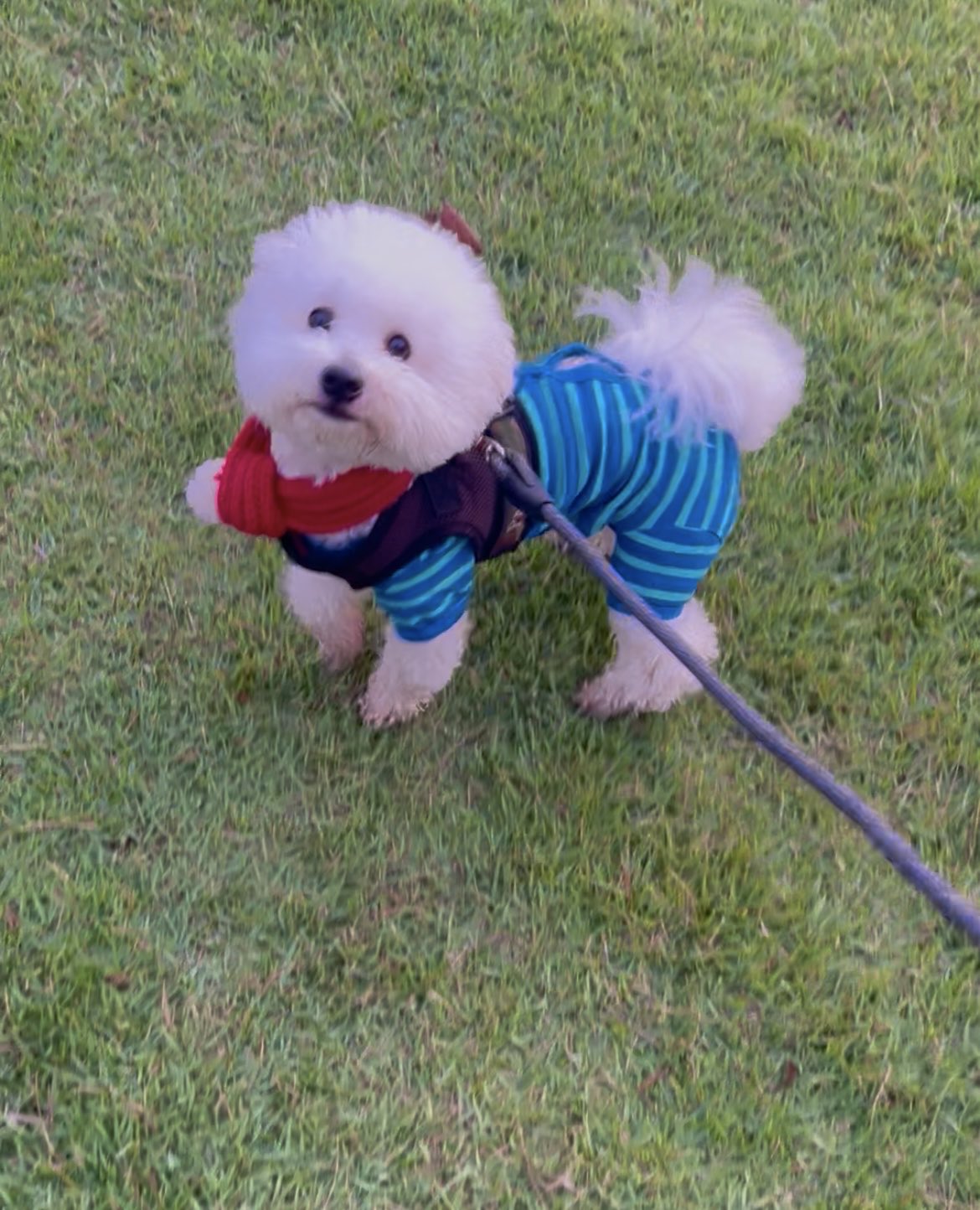 動かない犬 形が定まらない犬 on X: 