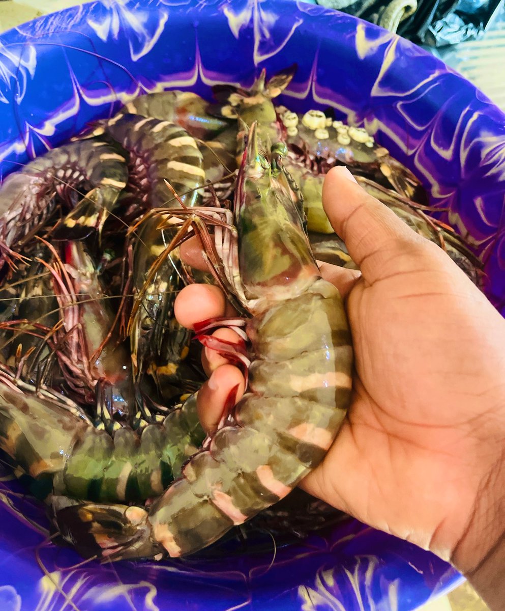 dixon_davie's tweet photo. Get the biggest tiger prawns from us. 

#SaloneX @saffajnr @biggiesusu @BimbolaCarrol @PaAlaki1 https://t.co/Ep0M3IwFbU