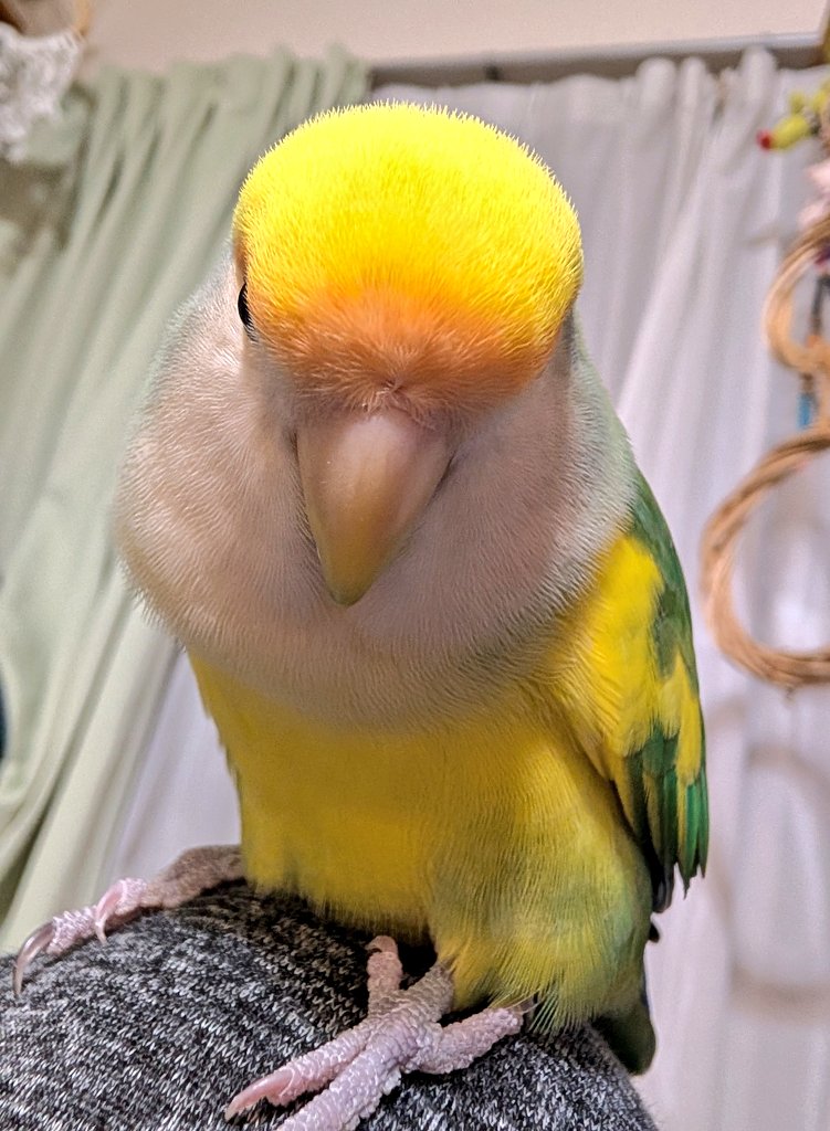 小桜yuki🦜 (@yuki79668126) / Posts / X