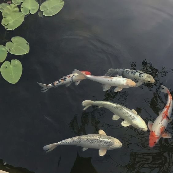 ₁₁₂₆ (@kibomotsu) on Twitter photo 