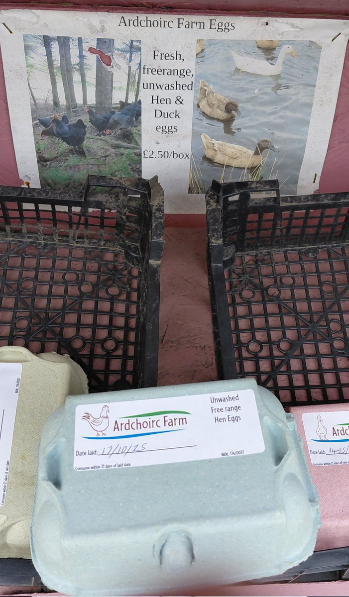 Braw couple of hours earlier today on the island of Kerrera. New-laid chookie eggs, pigs full of character &amp; lovely clear views down the coast past Gallanach <a href="/IKDT16/">Isle of Kerrera Development Trust</a> <a href="/VisitScotland/">VisitScotland</a> <a href="/obantimes/">Oban Times</a> <a href="/wildaboutargyll/">Wild About Argyll | Scotland’s Adventure Coast</a>