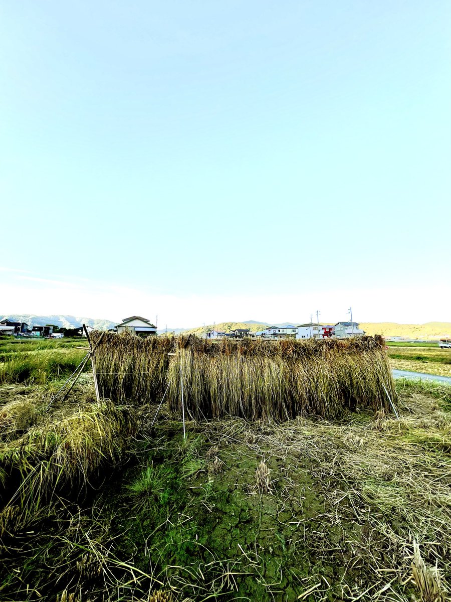 smallforestfarm's tweet image. 今年も無事刈り取りが終わった。
うるち米と赤米。
後は脱穀、籾摺り、精米⭐︎