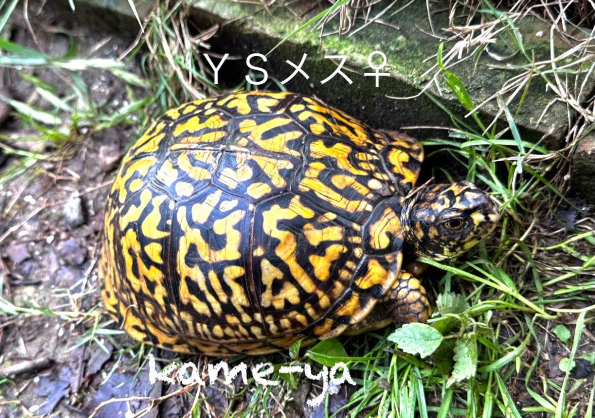 ＹＳ血統ベビー（柄入り）
コチラもWCオス♂親に似た感じです！
#burikura
#トウブハコガメ