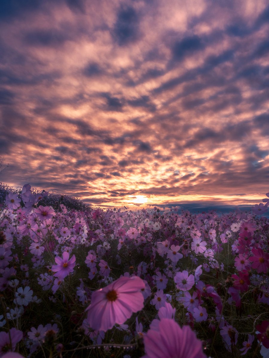 pomu_iyashi's tweet image. 雨上がり後の絶景