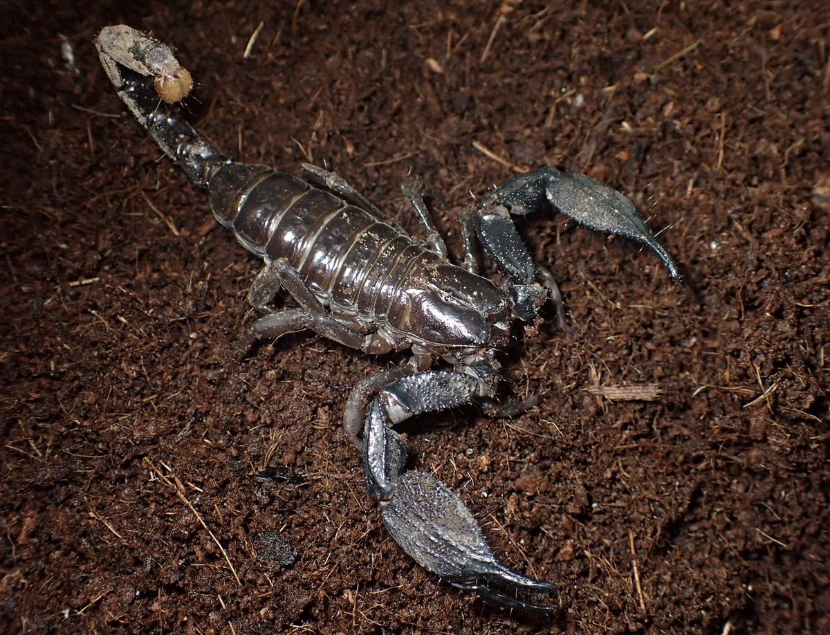 ぴーちゃん （合)Bebe Rep.11/9【BLACKOUT! (東京)】に出店致します