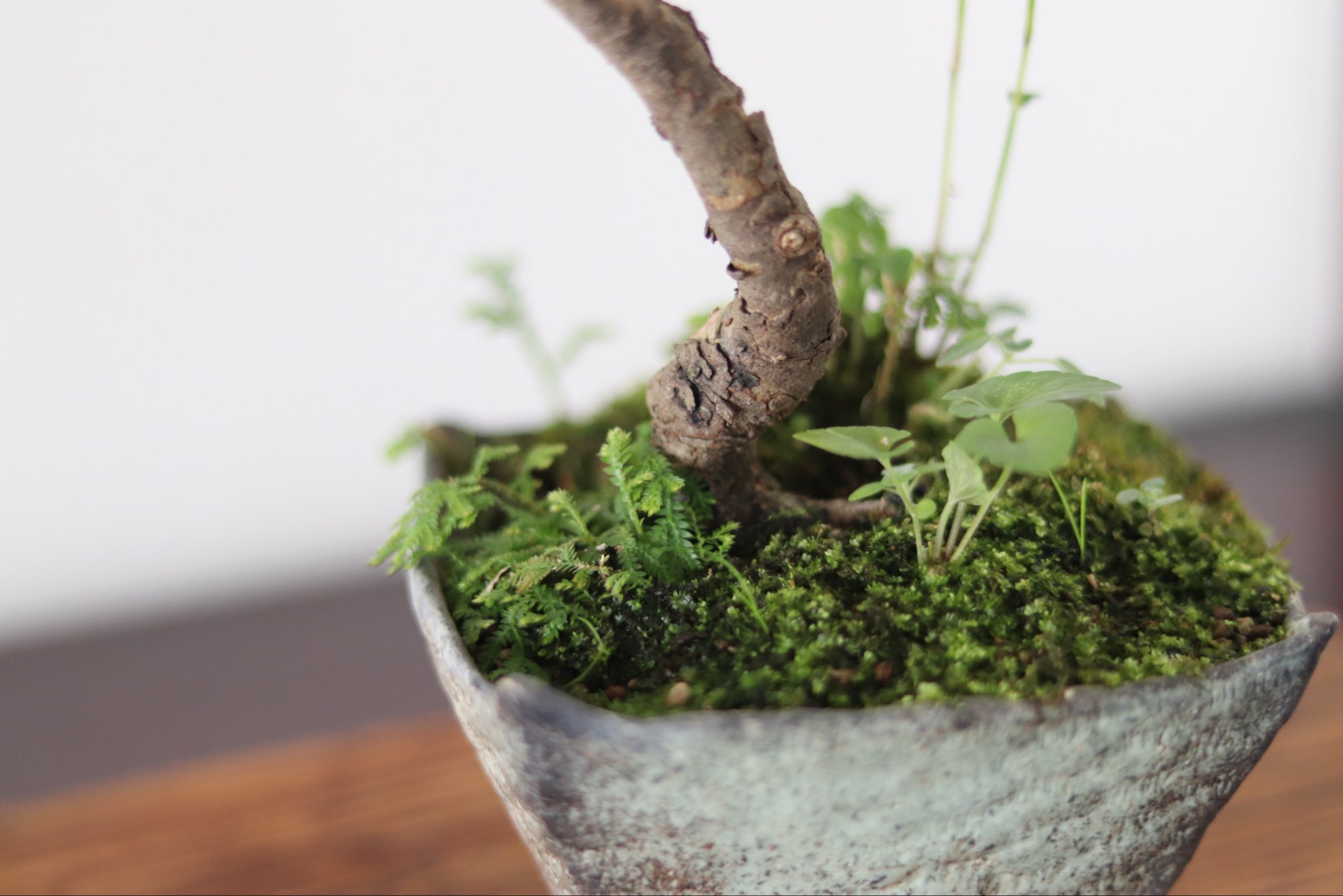 ツリバナ 盆栽 55248b1f99011f818e324e355a78fa